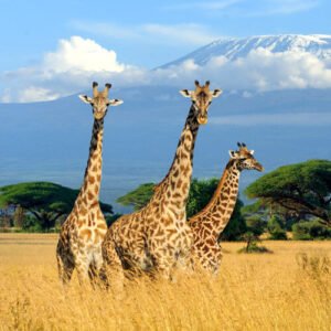 Kenya Tours